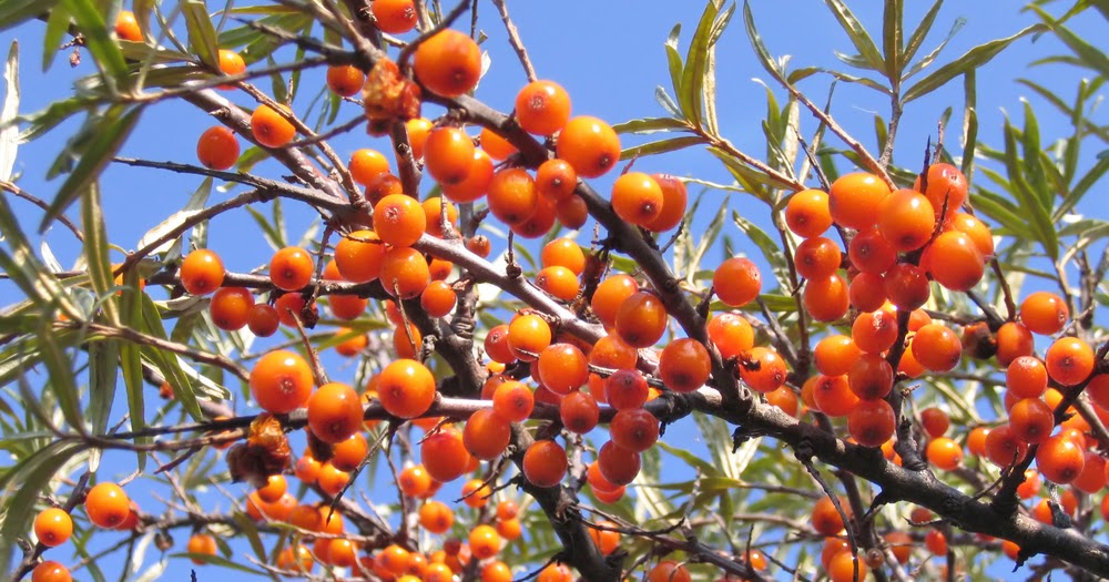 Naturalny krem koloryzujący do twarzy SPF 30 rokitnik i malina Mossa by Madara 50 ml - zdjęcie 4