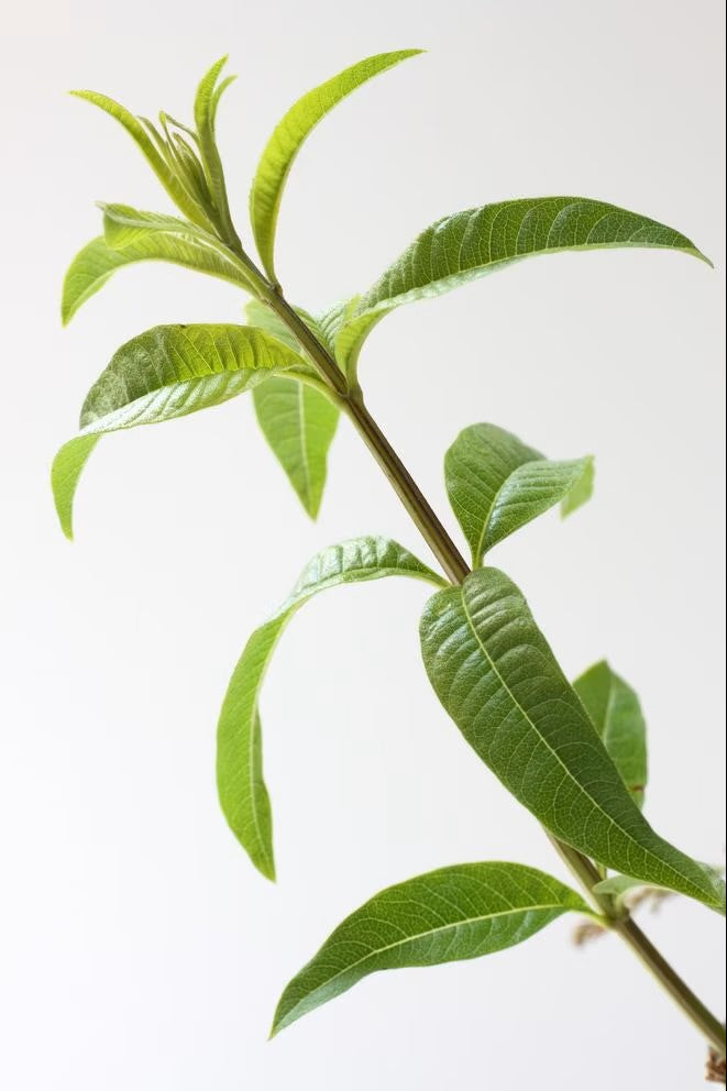 Dezodorant roll-on SENSITIVE z aloesem i minerałami naturalny Lavera 50 ml - zdjęcie 6