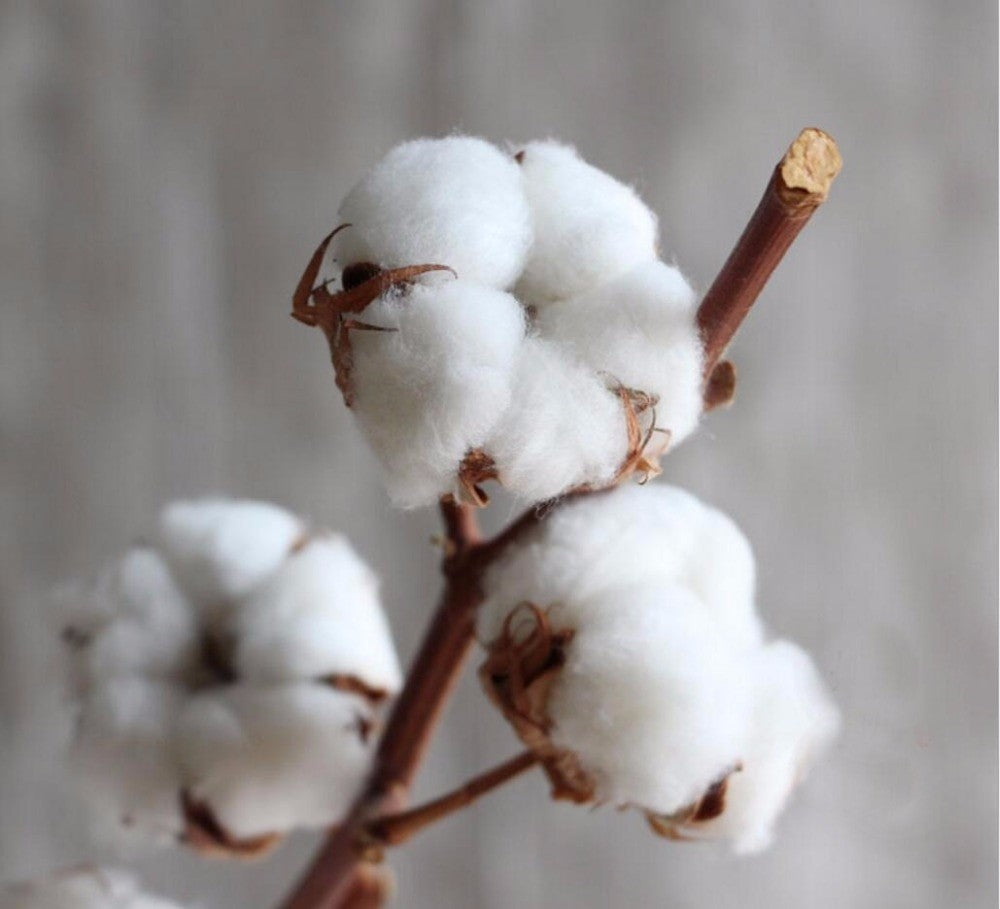 Tampony ekologiczne bawełniane SuperPlus (z aplikat.) Silver Care BIO 12szt - zdjęcie 5