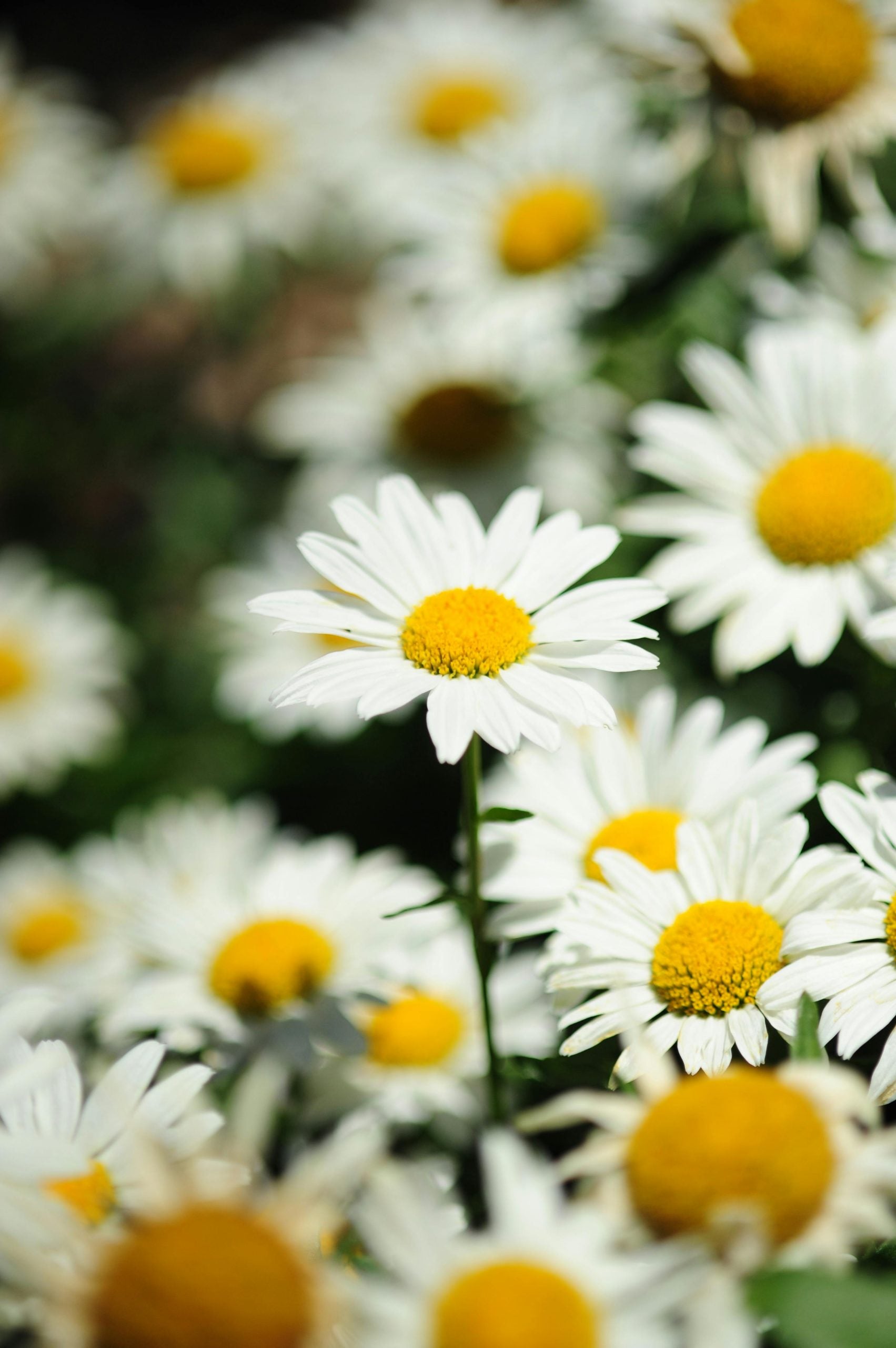 Delikatny krem ​​do golenia okolic intymnych Bioturm 100 ml - zdjęcie 3