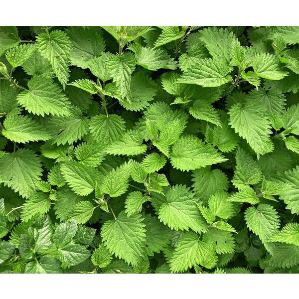 Logona Odżywka w kostce z olejem z organicznych konopi i organiczną pokrzywą 60g