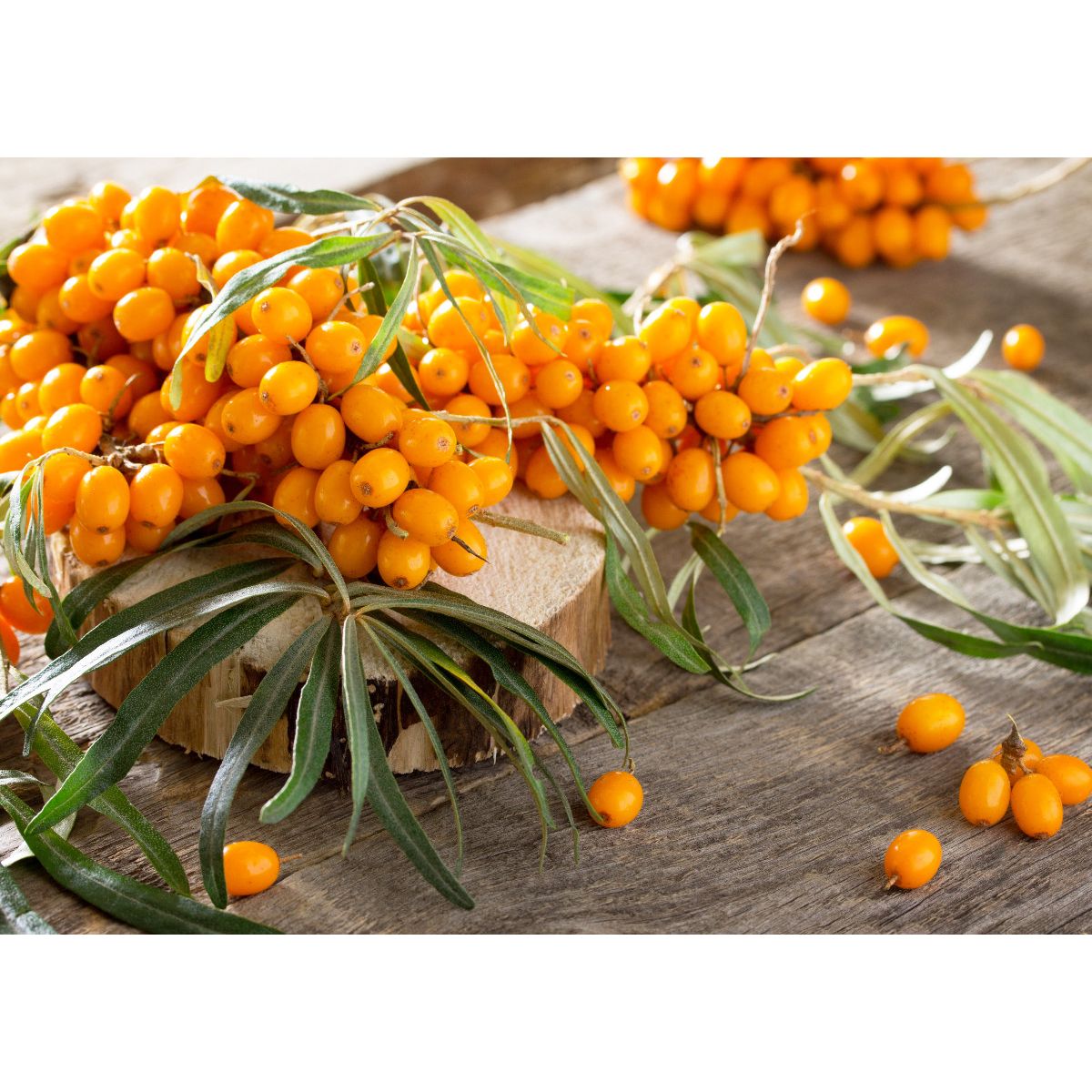 Logona Wzmacniające dwufazowe serum ujędrniające z organicznym rokitnikiem i kwasem hialuronowym 30ml